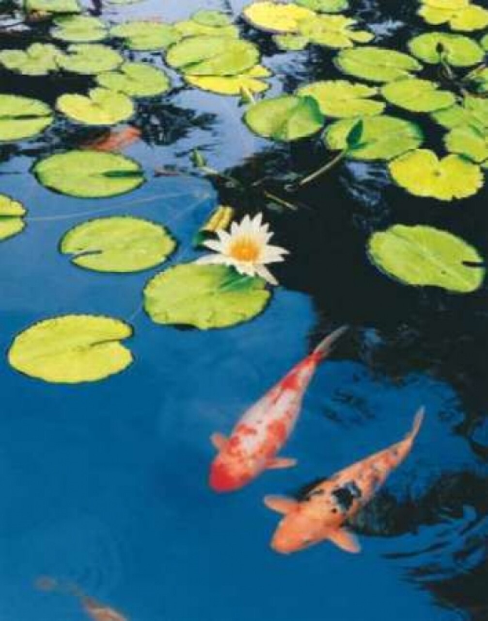 Koi Pond II Poster Print by Maureen Love - Item # VARPDXLOV105